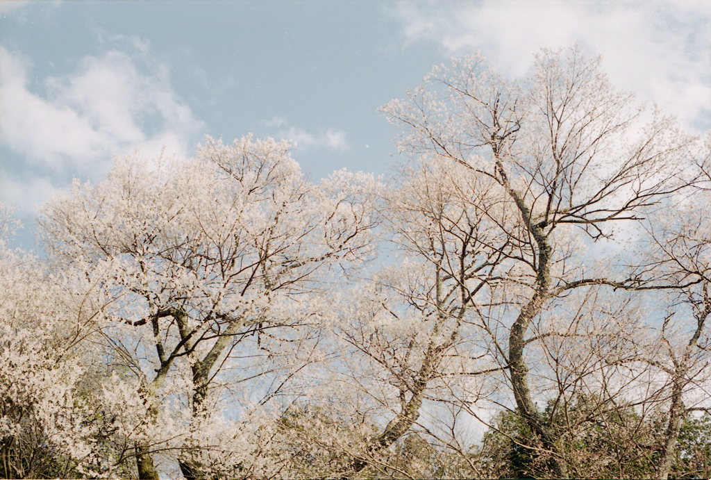 春日和