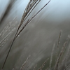 silvergrass