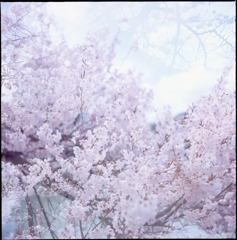 夢か桜か
