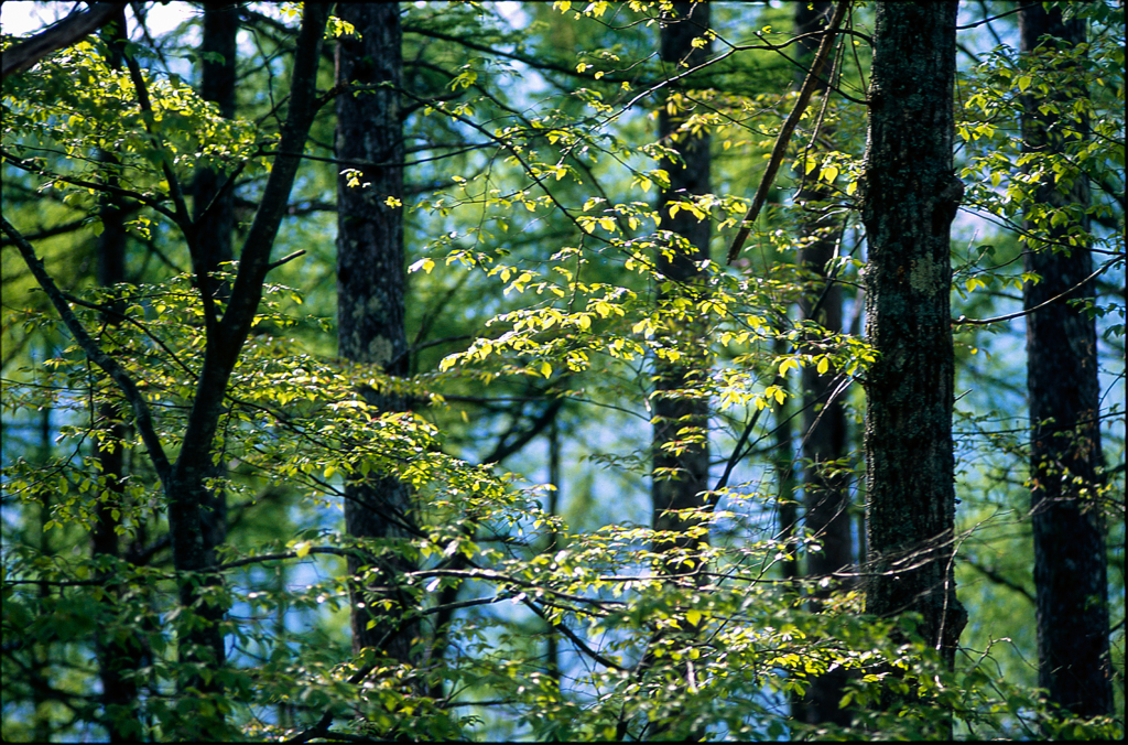 greenwood