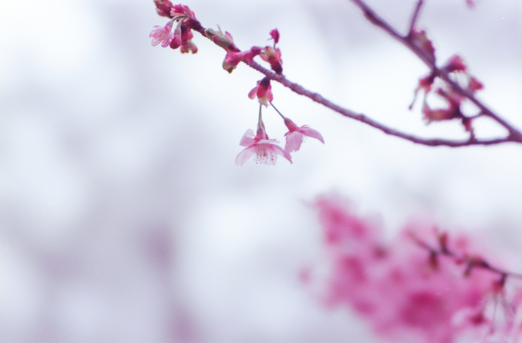 ｓａｋｕｒａ