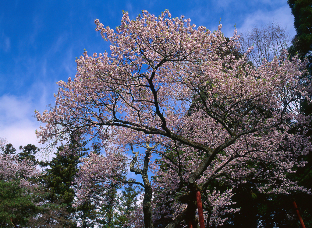 桜の記憶2012