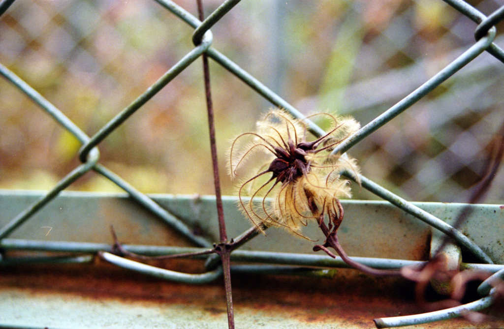 最後の花
