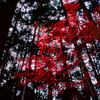 紅舞う（べに）
