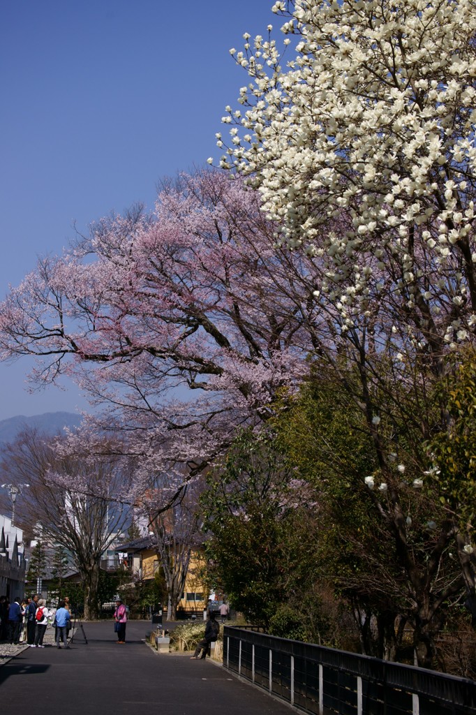 桜の記憶 2013
