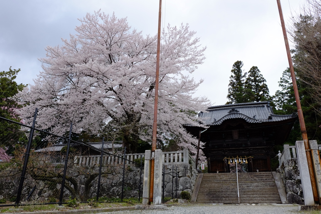 桜めぐりて #2