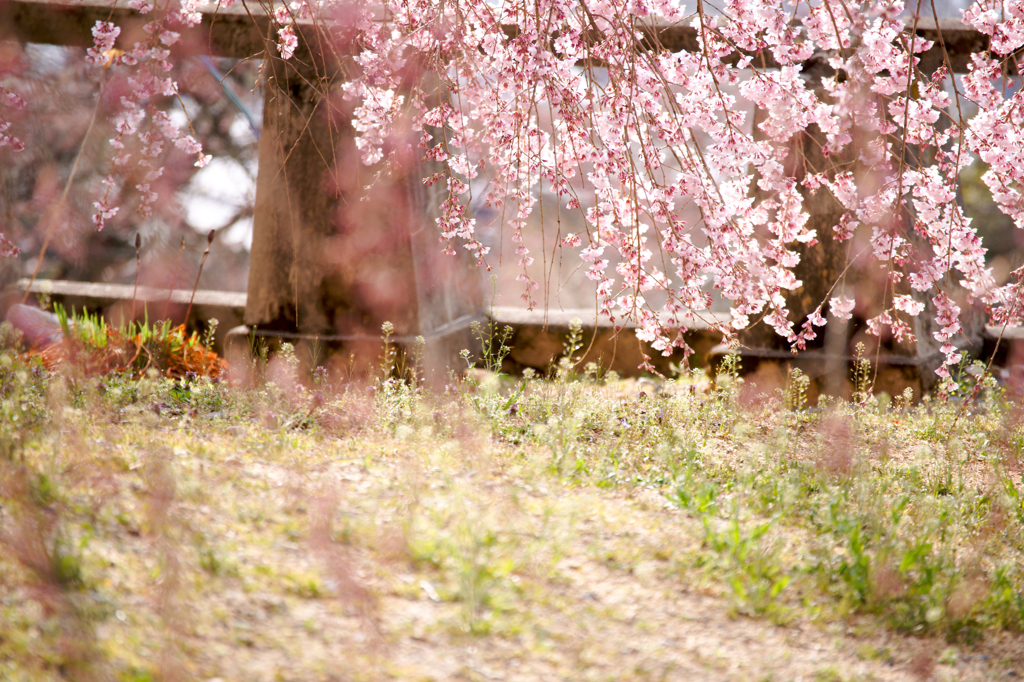 桜の記憶 2013