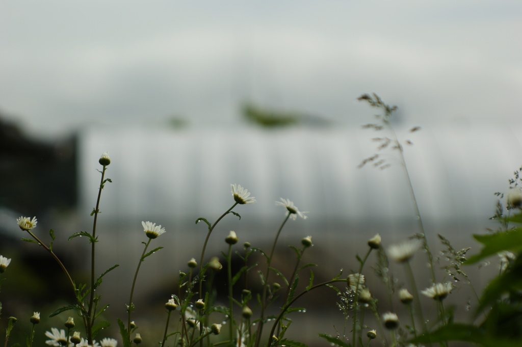雨の香り　3