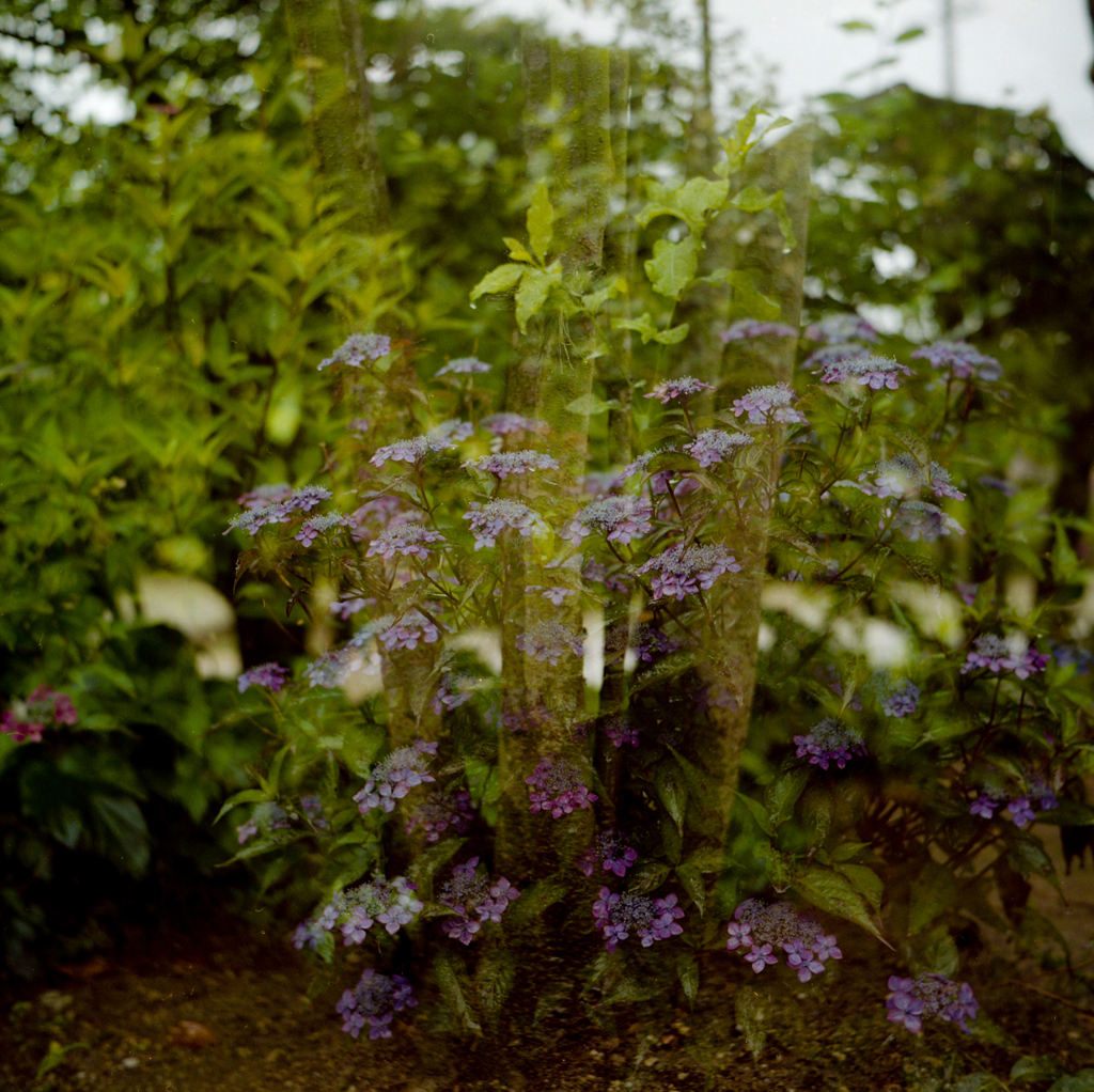 紫陽花の亡霊か…