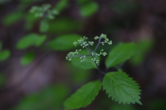 花なのかな？