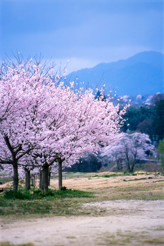 桜めぐりて #9