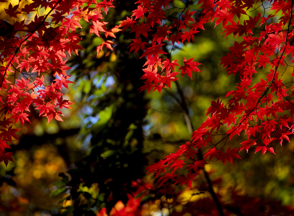 今村公園2012秋 #04