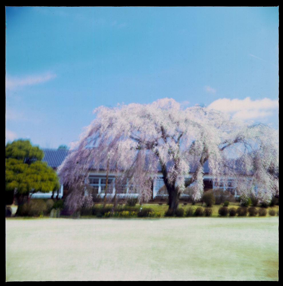 望郷の桜