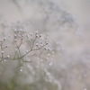 かすみ草