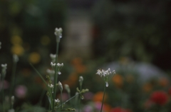 韮の花