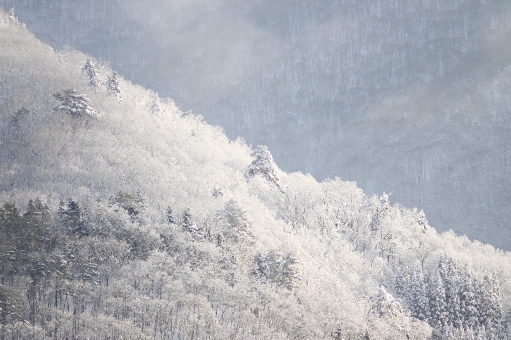 綿雪