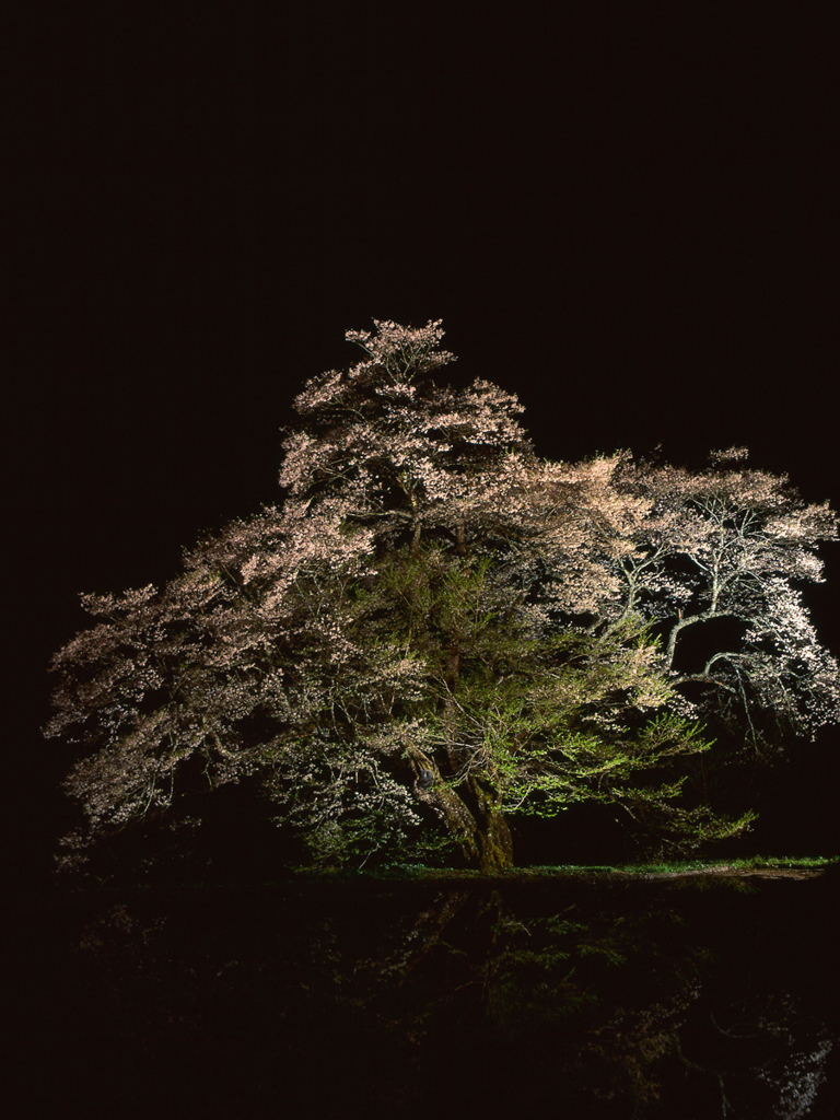 桜の記憶2012