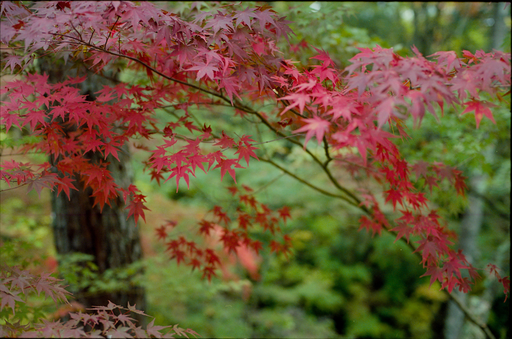 紅と緑