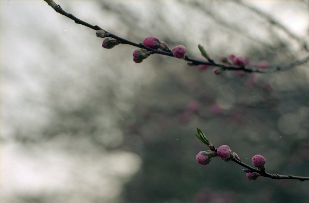 花桃のつぼみ