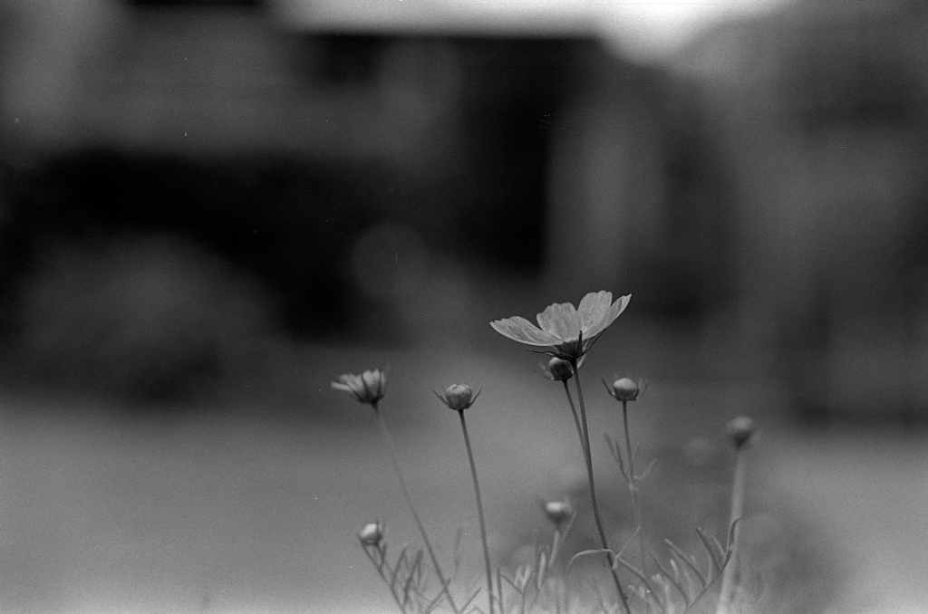 秋の花