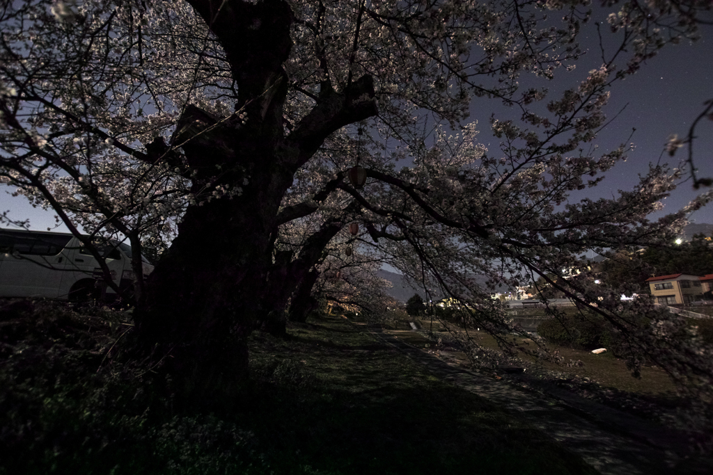 夜桜