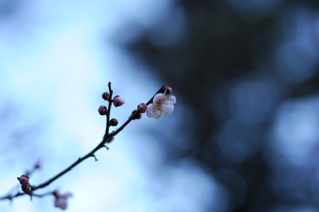 閉鎖された公園で