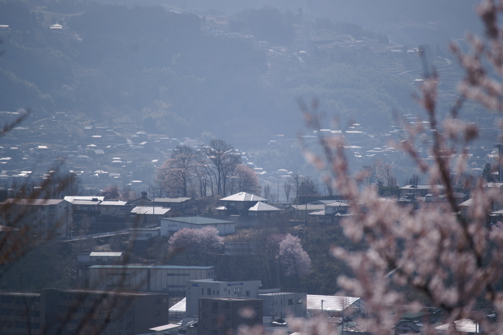 桜の記憶 2013