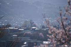 桜の記憶 2013