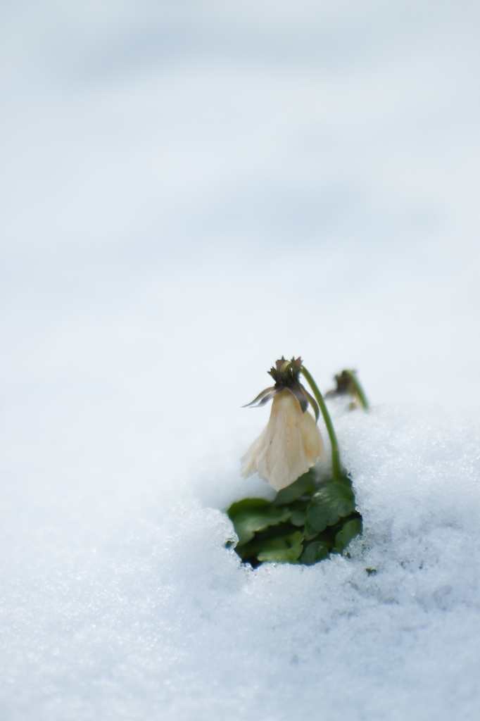 雪ニモマケズ…