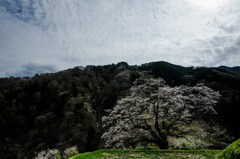 山間(やまあい)の春