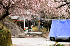 sakura train