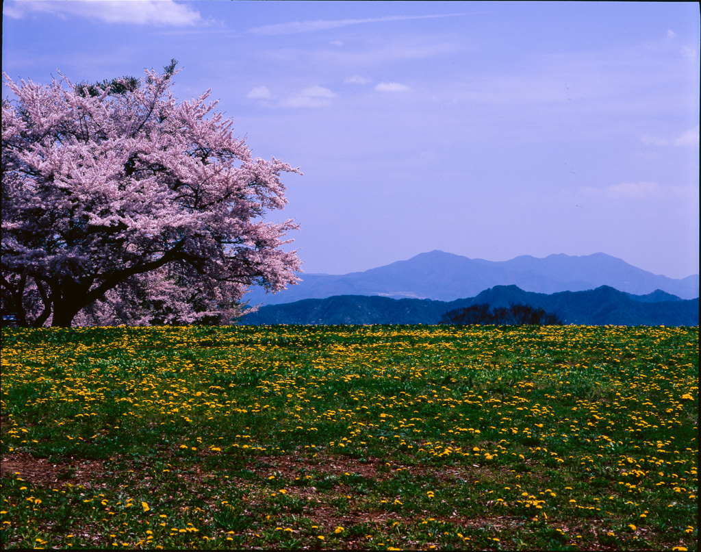 遅ればせながら、、春、来てました！