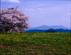 遅ればせながら、、春、来てました！