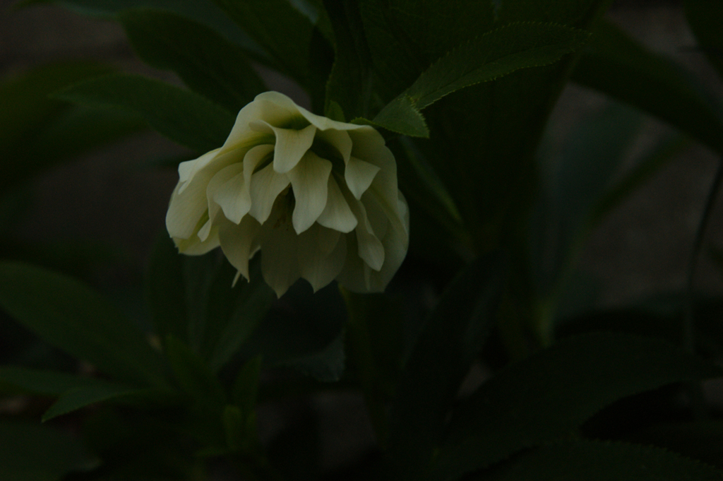 この花は…？