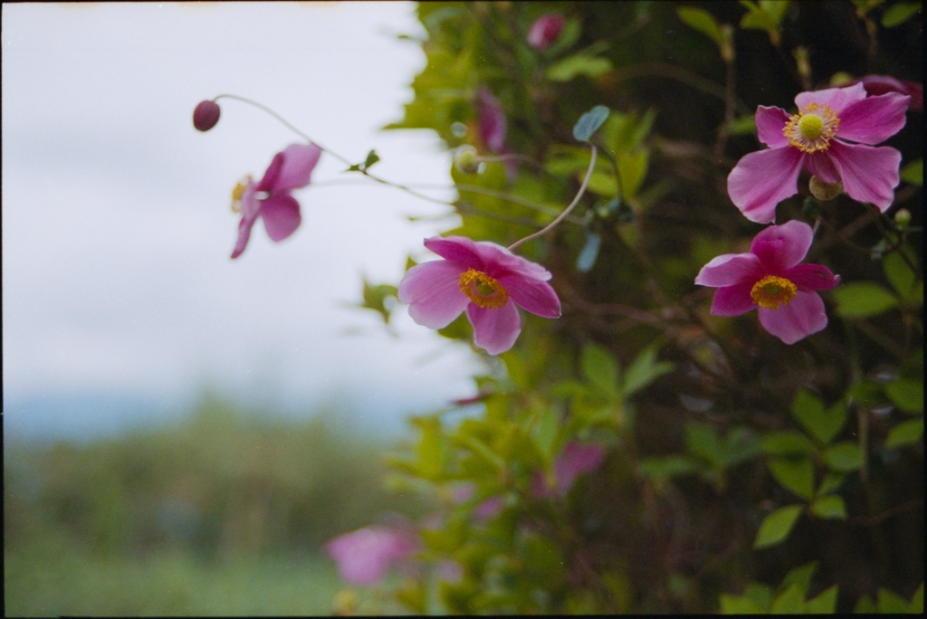 秋明菊2015