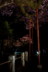 夜桜…