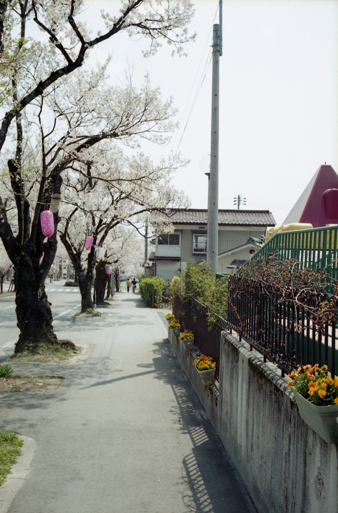 大宮桜並木 1