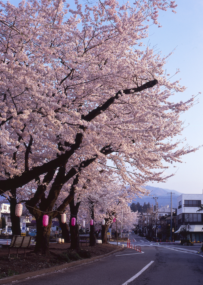 市民に愛される桜