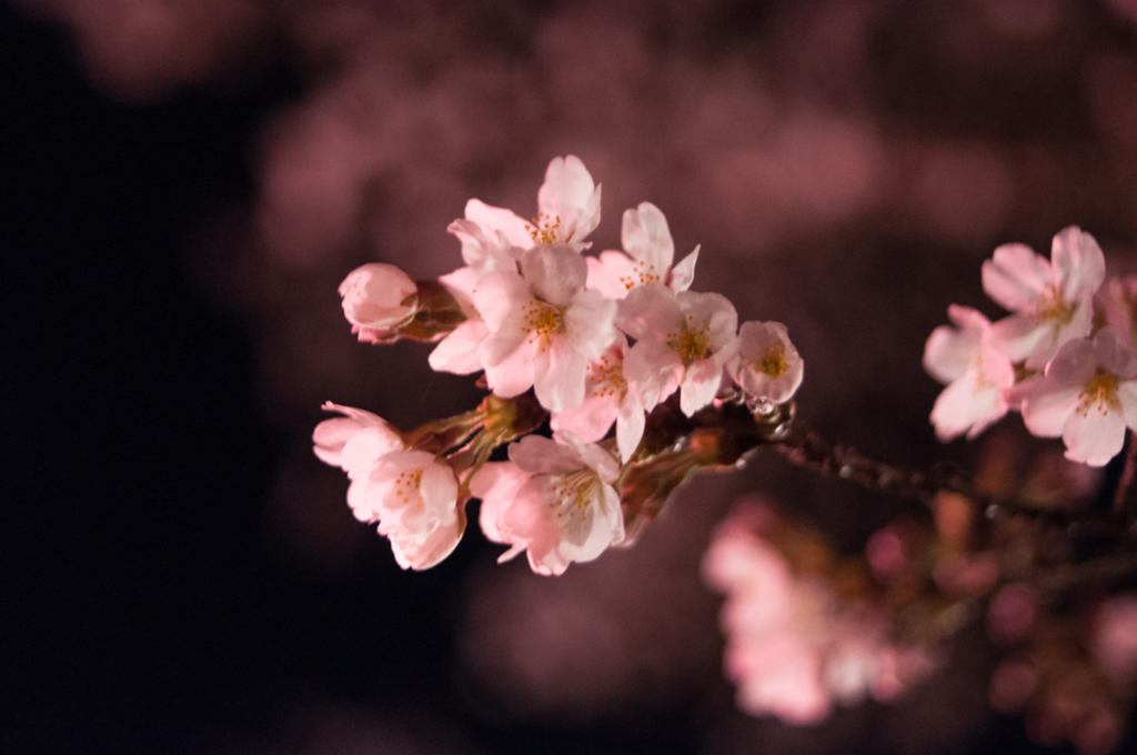 夜桜