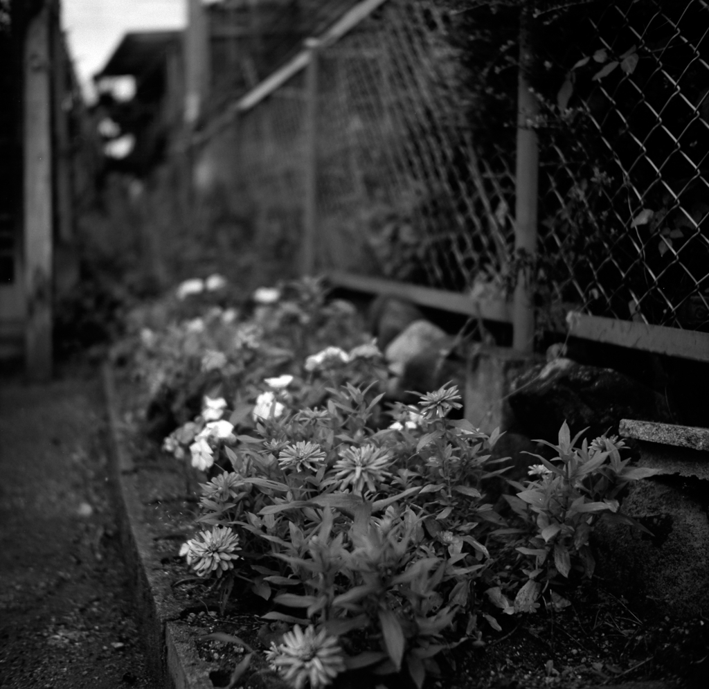 百日草のある花壇