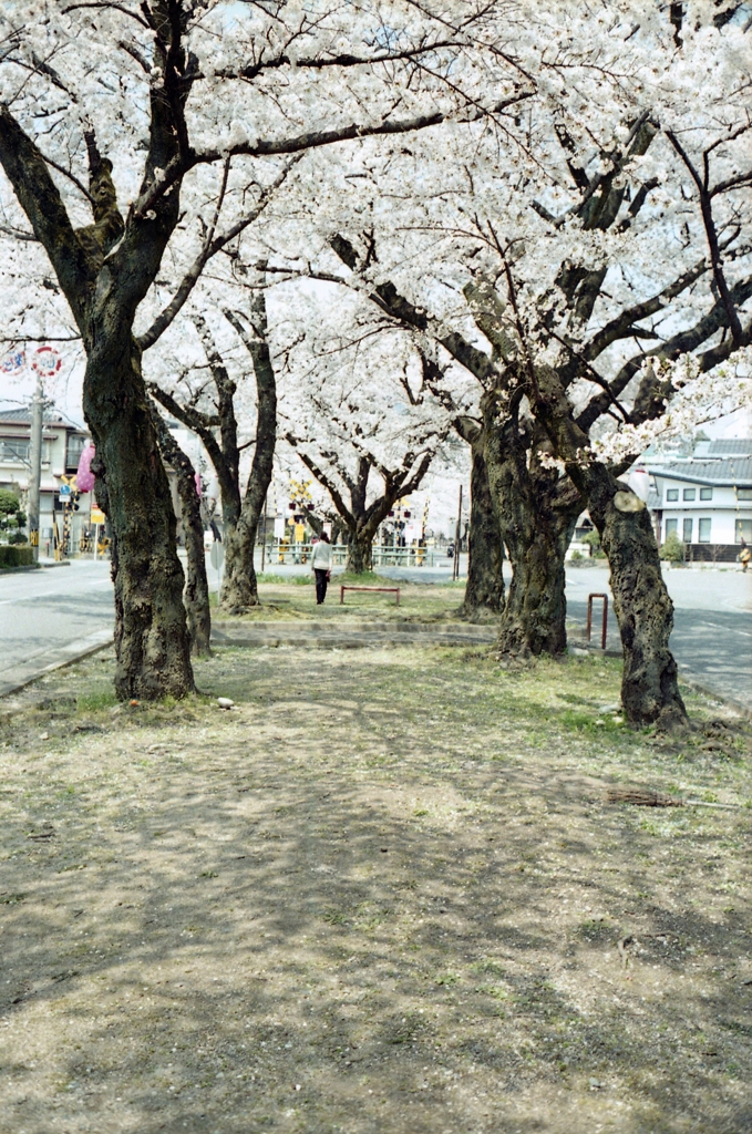 大宮桜並木 3