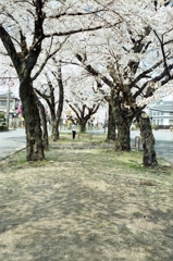大宮桜並木 3