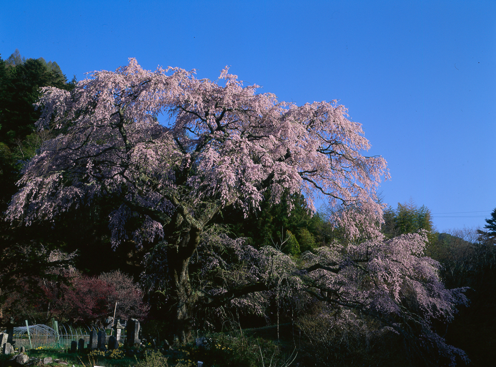 桜の記憶2012