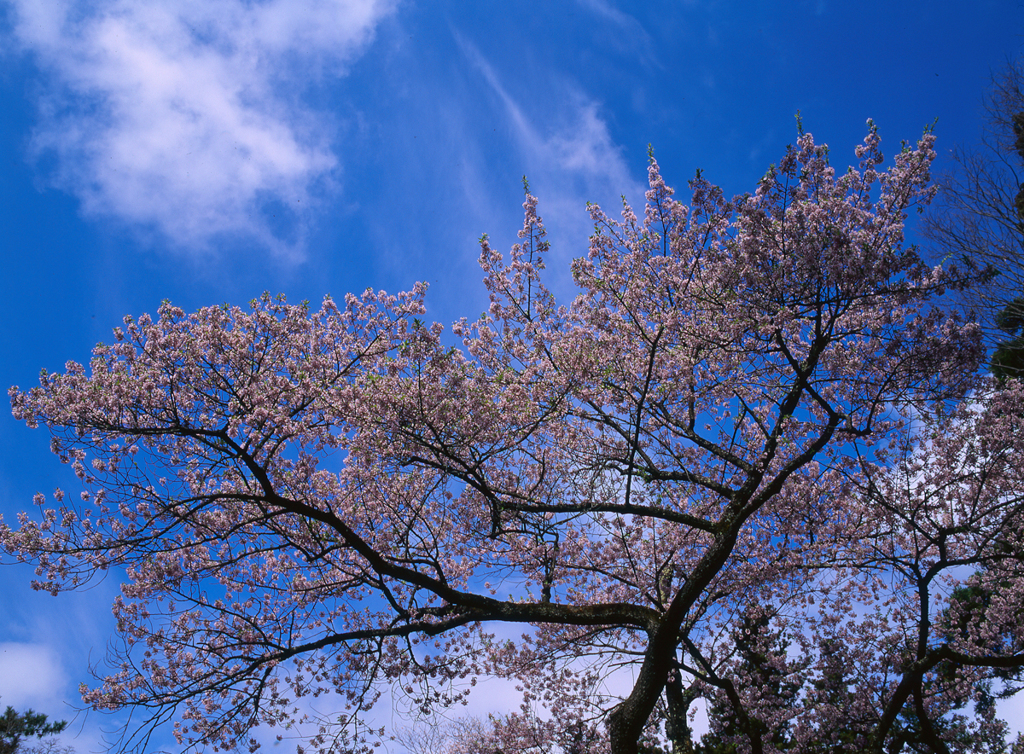 桜の記憶2012