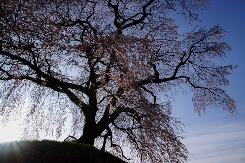 桜の記憶 2013