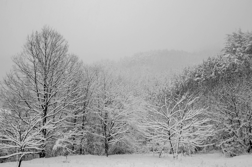 雪景色