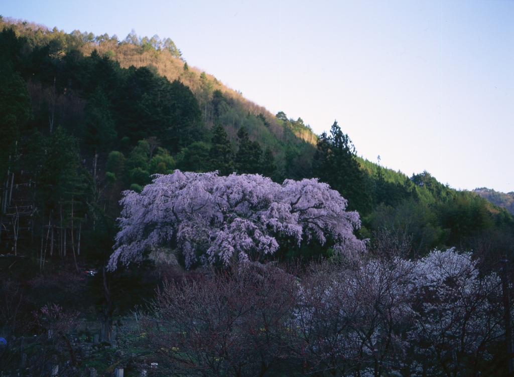 桜の記憶2012