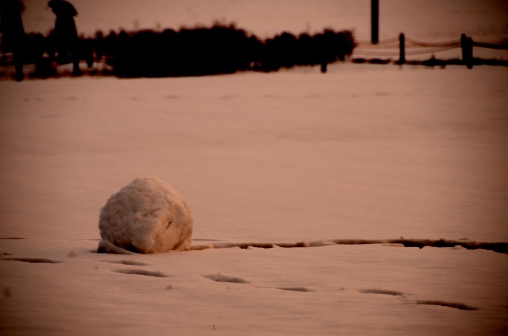 転がってきました
