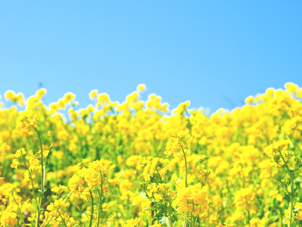 yellow wave