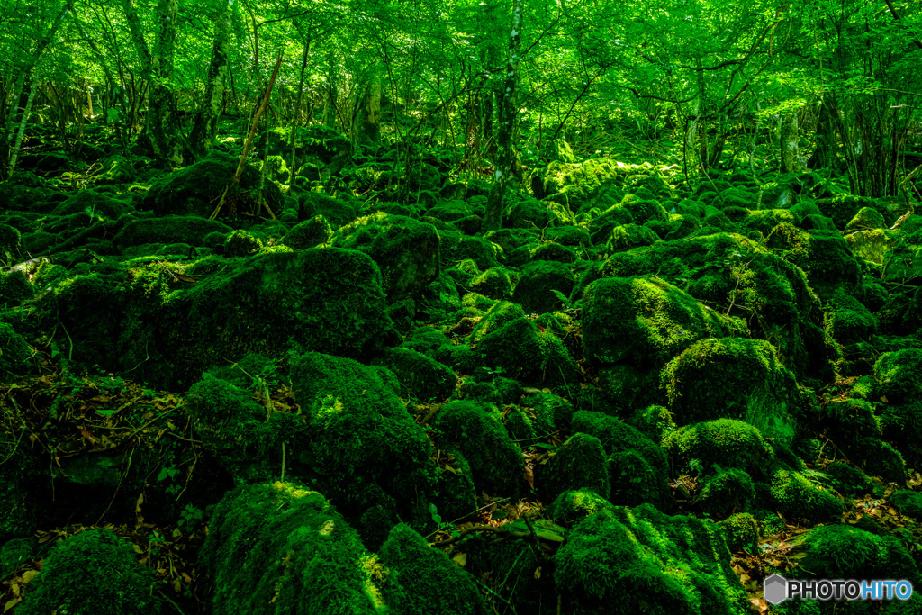 苔むす森